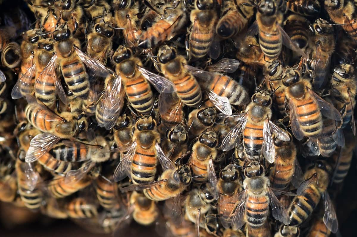 Honey bees photographed close up
