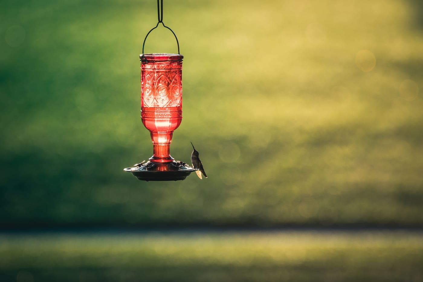 A red hummingbird feeder hanging in a green garden