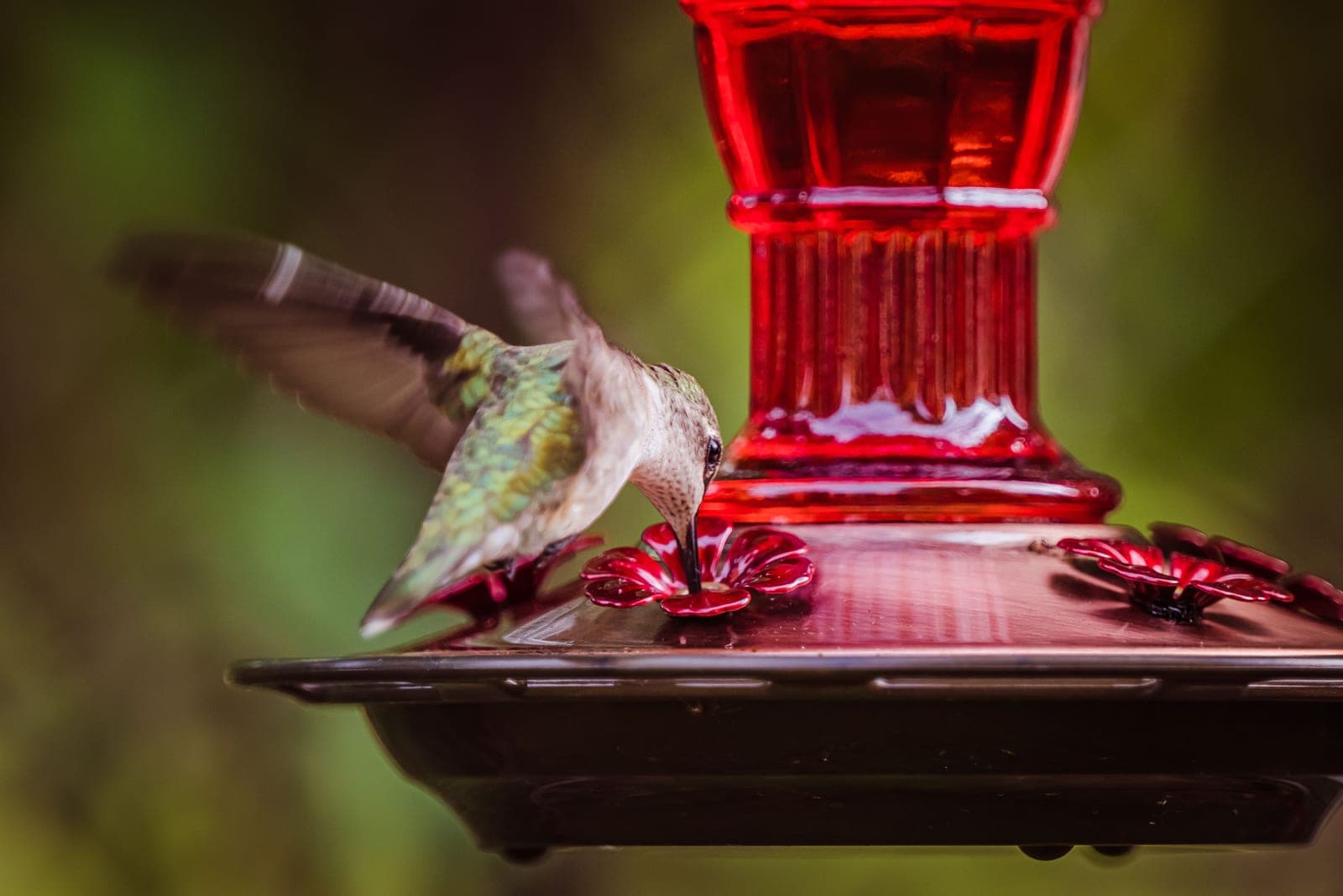 A hummingbird feeding at a red nectar feeder