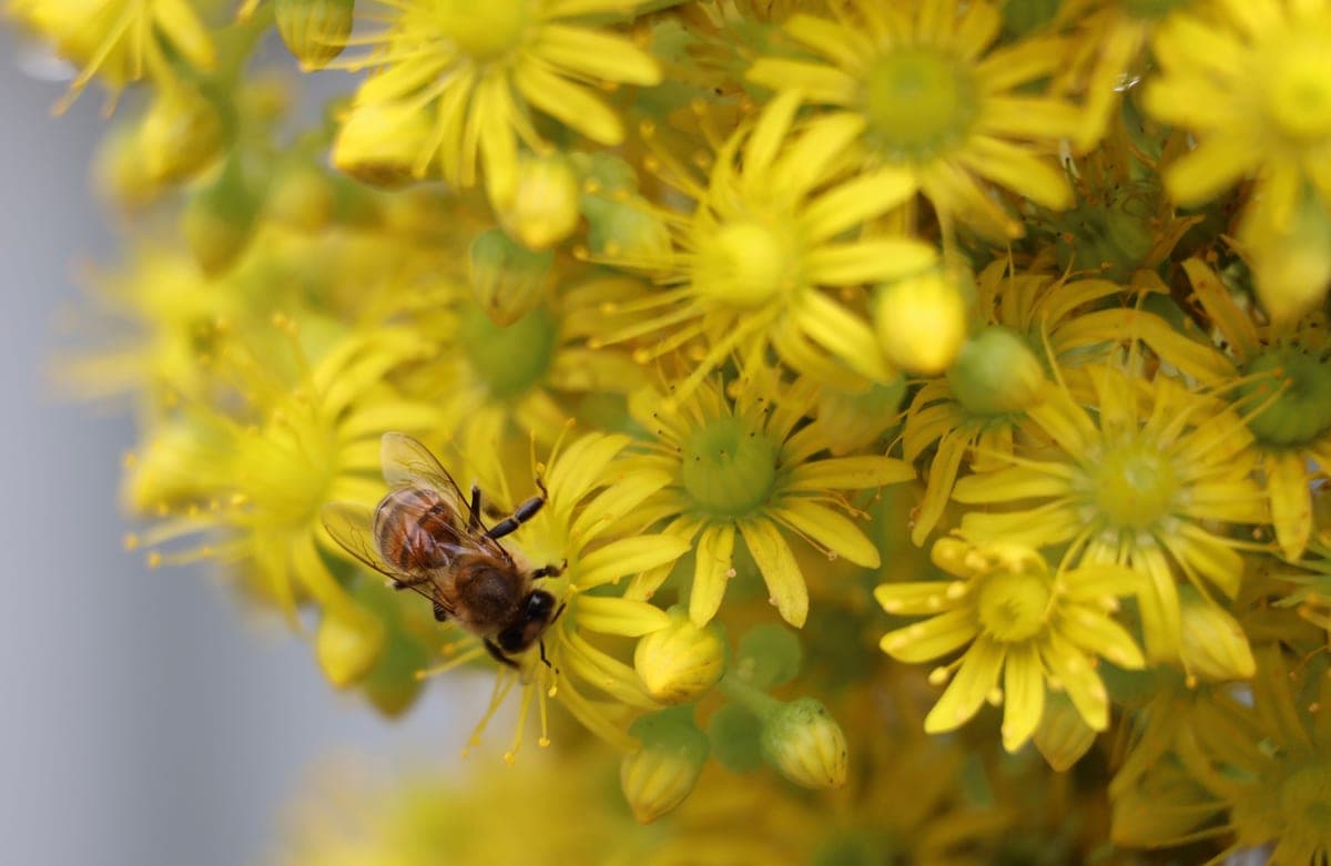 A honey bee on a flower, photographed close up