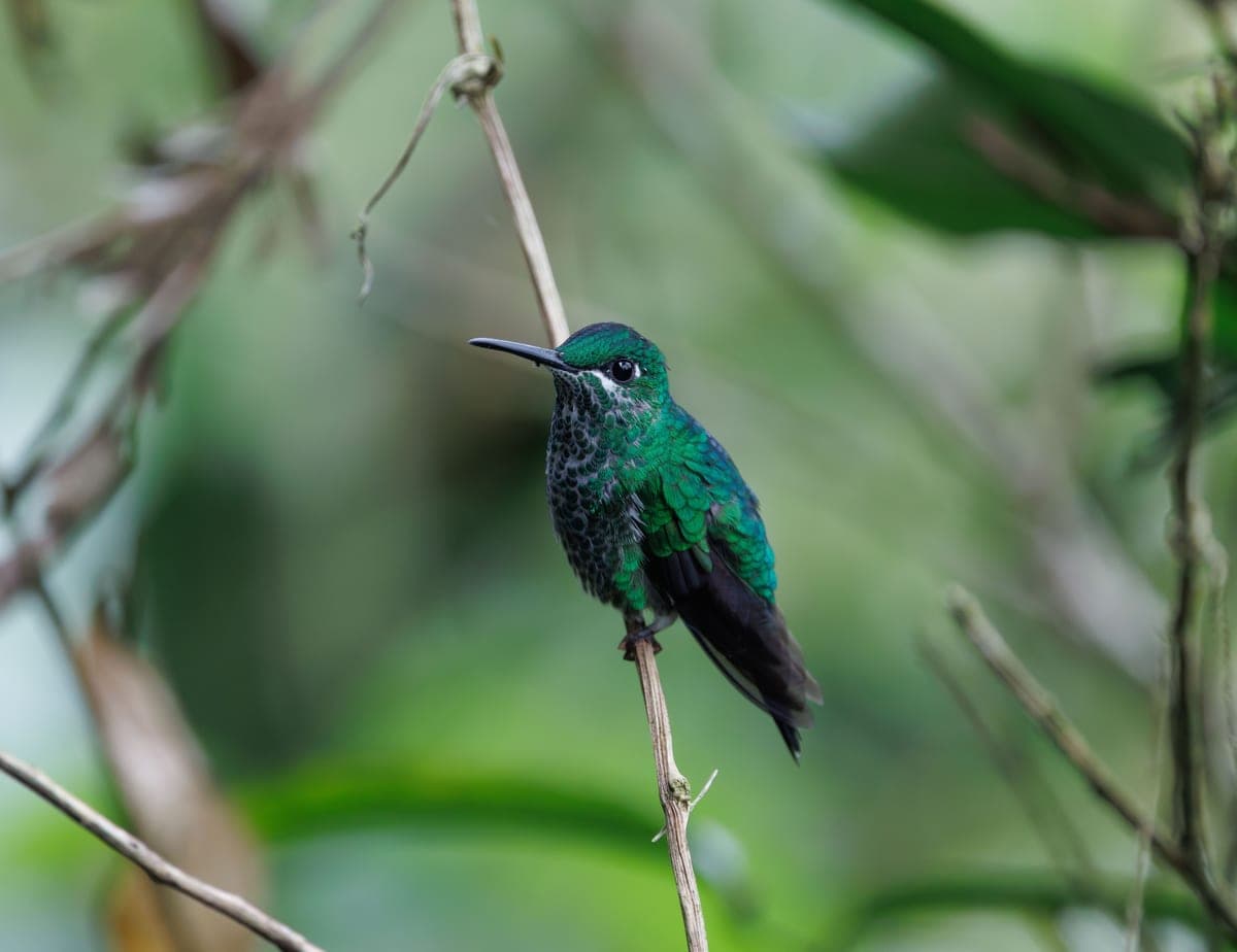 A hummingbird perched, photographed close up